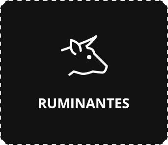 Ruminantes
